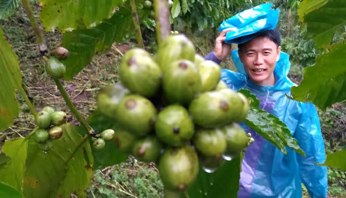 Báo Nước Ngoài Nói Gì Về Cà Phê Robusta Việt Nam? | Future Coffee Farm