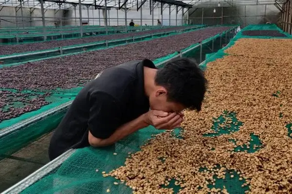 Behind The Beans: Mr. Toi, Legendary Fine-Robusta From Vietnam | Future Coffee Farm 3