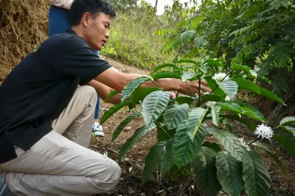 Behind The Beans: Mr. Toi, Legendary Fine-Robusta From Vietnam | Future Coffee Farm 4