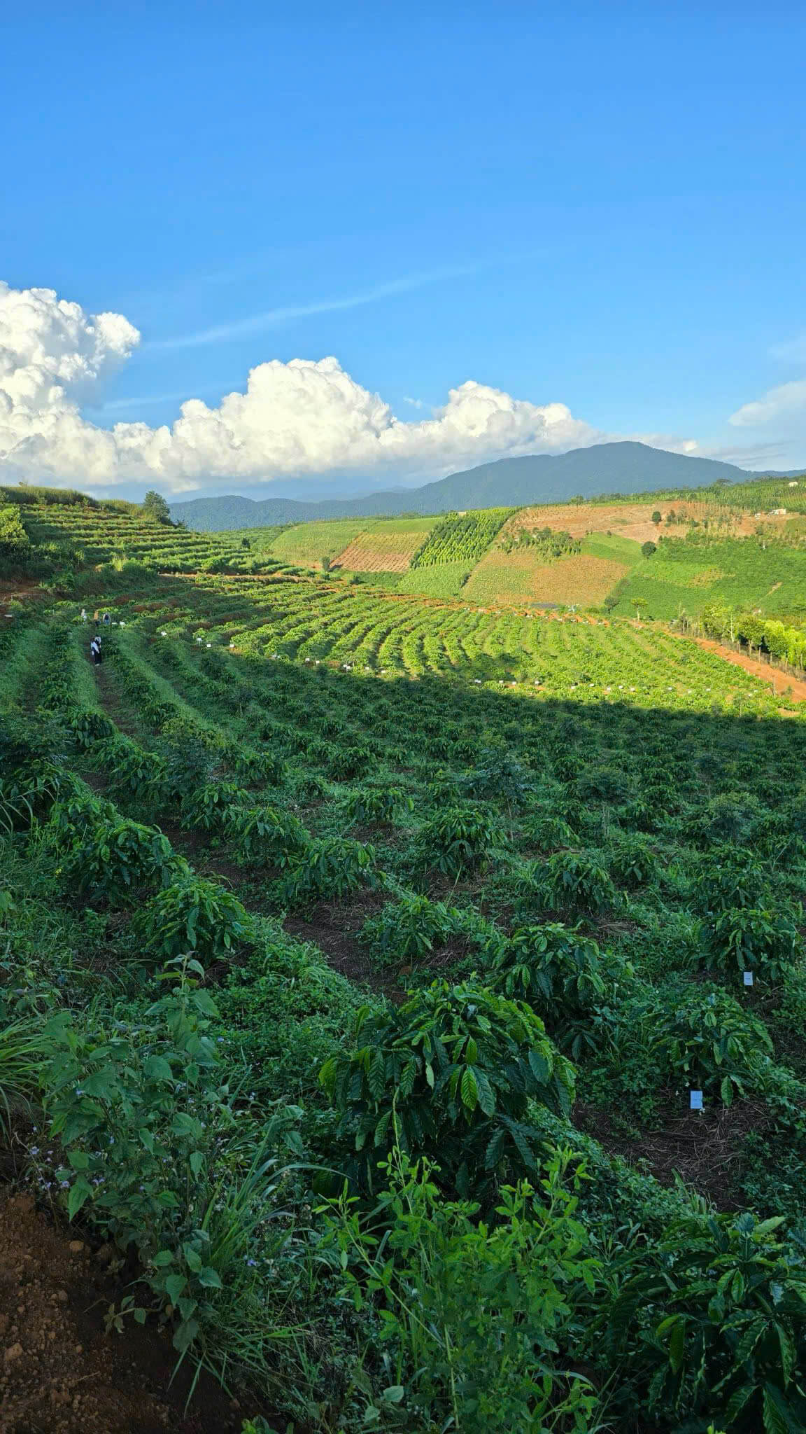 Future Coffee Farm 27