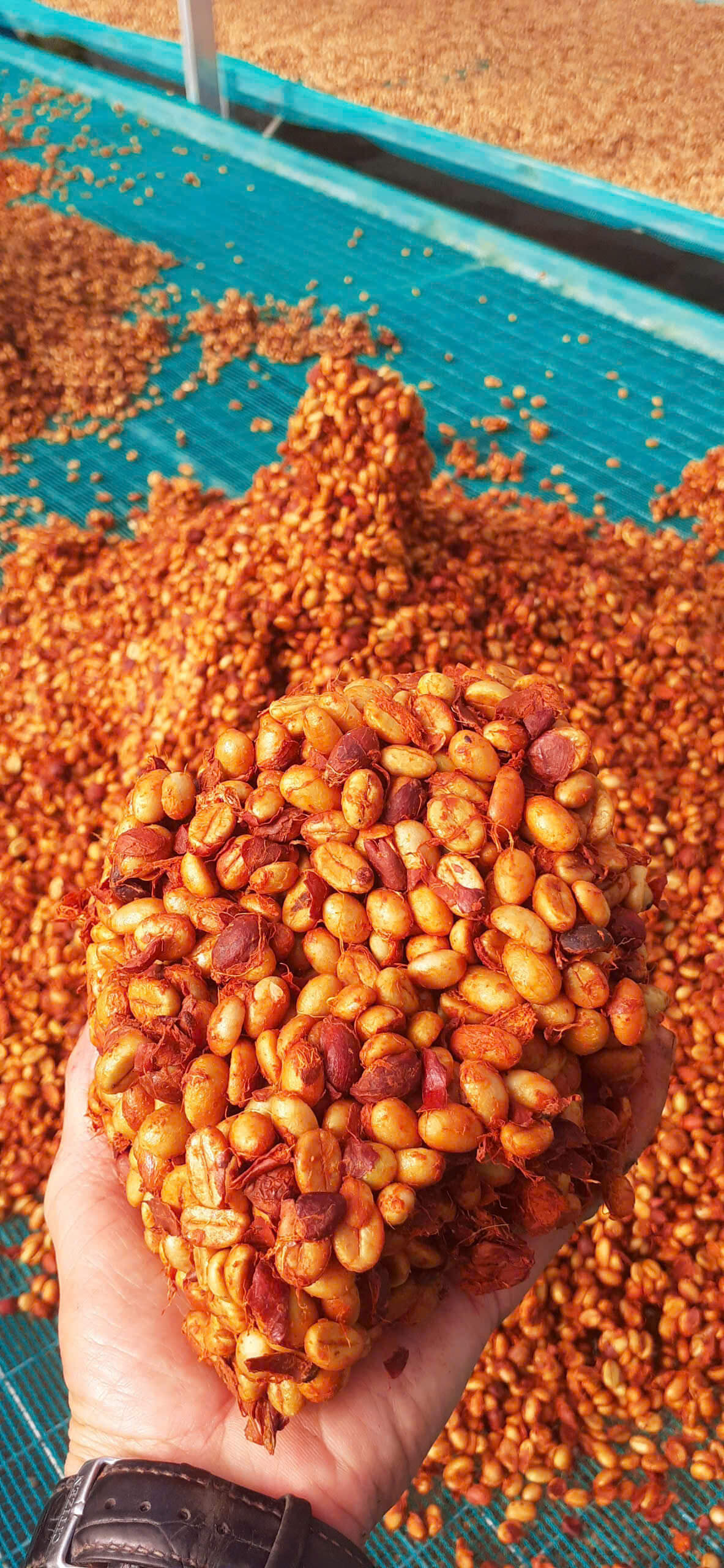 Future Coffee Farm 40