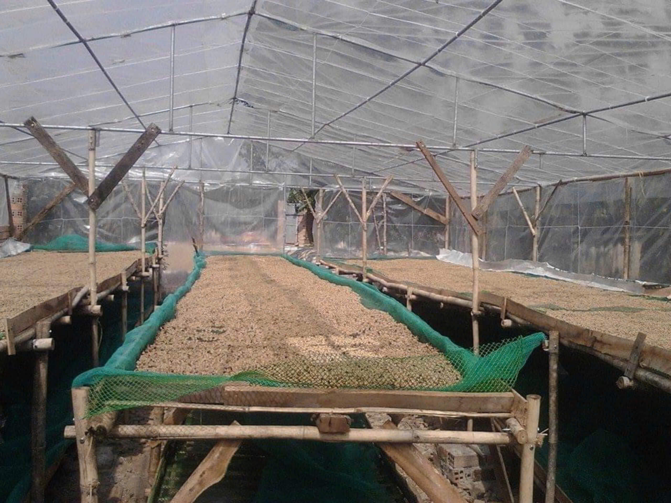 Future Coffee Farm - Nature Farm - Khoi Nghiep