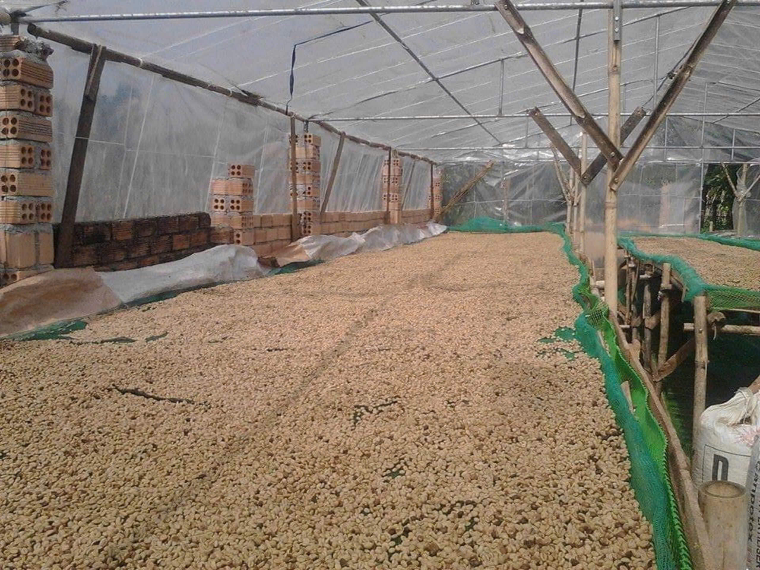 Future Coffee Farm - Nature Farm - Khoi Nghiep