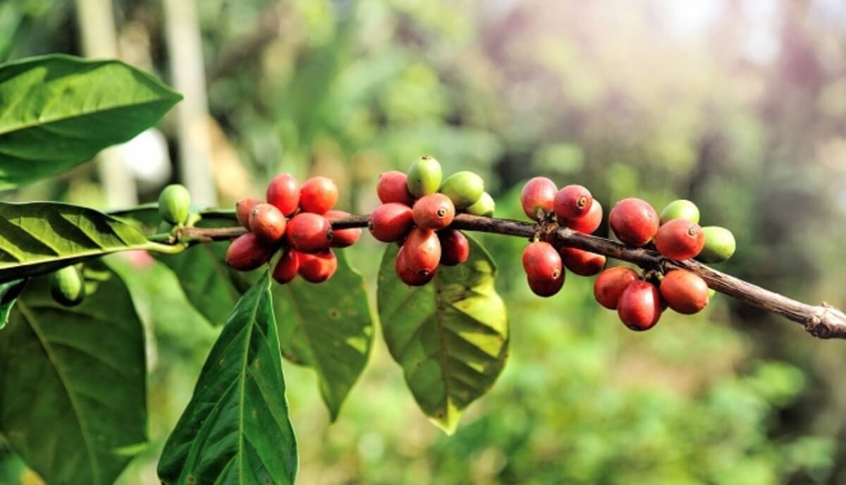 Hành Trình Tìm Lại Vị Thế Hạt Cà Phê Robusta Việt | Future Coffee Farm