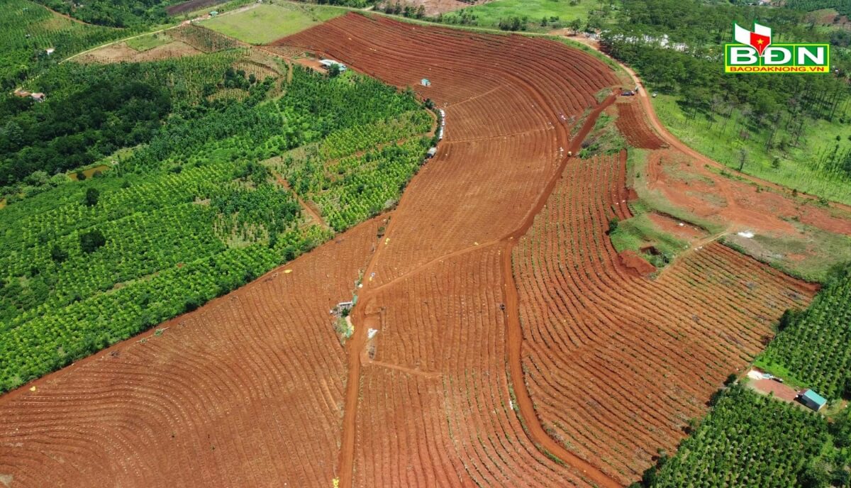 "Hạt Nhân" Cho Mục Tiêu 2.000 Ha Cà Phê Đặc Sản Của Đắk Nông | Future Coffee Farm