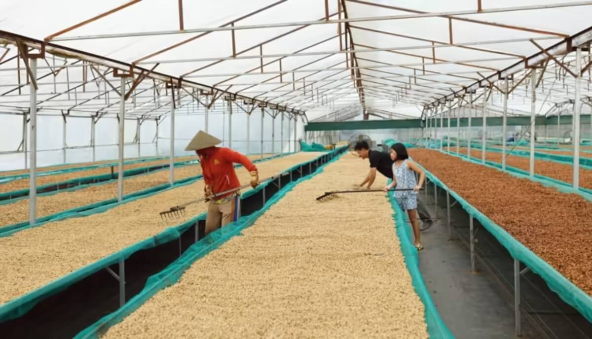 Coffee consultant Will Firth's Building Coffee is aimed at Vietnam's growing legion of entrepreneurs, not only helping them start and grow their own coffee businesses, but with everything else including sourcing and roasting, to packaging, quality control and staff training. (Photos by Mervin Lee)
