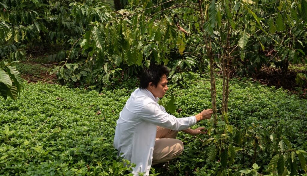 Vietnam Is Going All-In On A Climate-Change-Resistant Coffee Bean | Future Coffee Farm 11