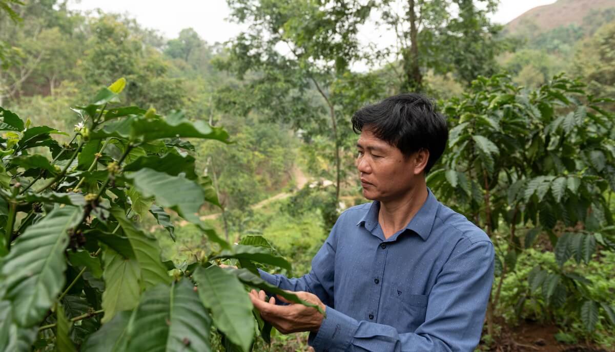 Toi Nguyen, a producer of robusta coffee, checks coffee beans on his farm. (Thanh Hue for The Washington Post)