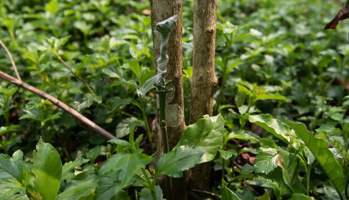 A grafted coffee plant at the ECOM experimental farm in Bao Loc. (Thanh Hue for The Washington Post)