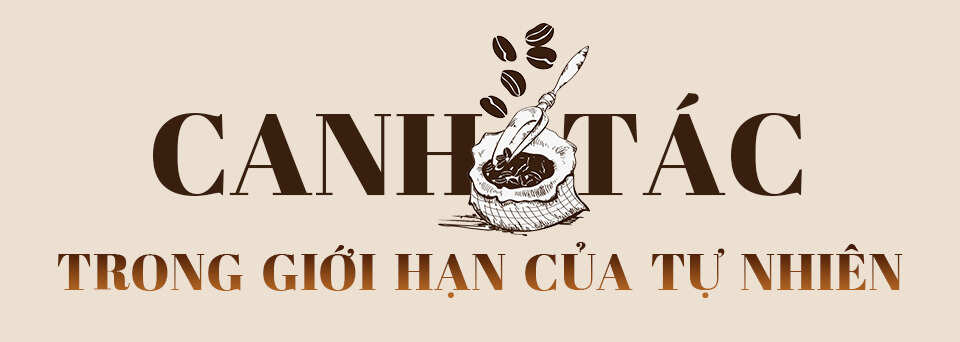 Vượt Qua Bất Ổn: Cà Phê Robusta Việt Nam “Lên Hương” Nhờ Con Đường Canh Tác Hữu Cơ | Future Coffee Farm 11