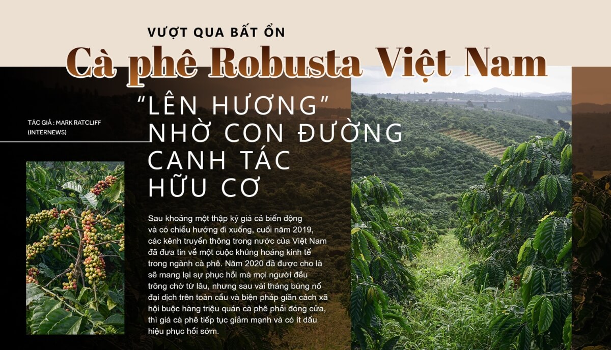 Vượt Qua Bất Ổn: Cà Phê Robusta Việt Nam “Lên Hương” Nhờ Con Đường Canh Tác Hữu Cơ | Future Coffee Farm