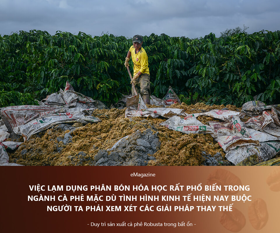 Vượt Qua Bất Ổn: Cà Phê Robusta Việt Nam “Lên Hương” Nhờ Con Đường Canh Tác Hữu Cơ | Future Coffee Farm 3