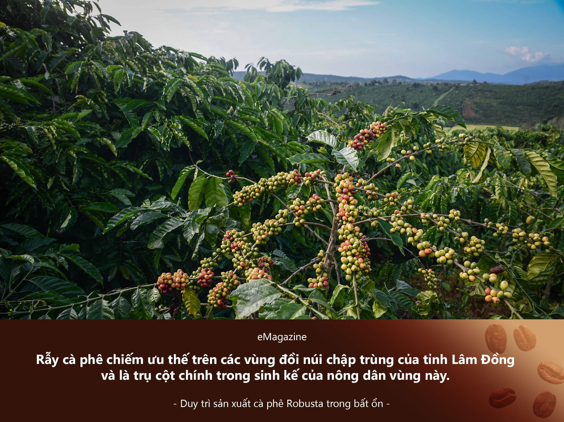 Vượt Qua Bất Ổn: Cà Phê Robusta Việt Nam “Lên Hương” Nhờ Con Đường Canh Tác Hữu Cơ | Future Coffee Farm 5