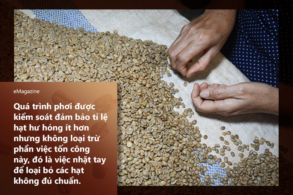 Vượt Qua Bất Ổn: Cà Phê Robusta Việt Nam “Lên Hương” Nhờ Con Đường Canh Tác Hữu Cơ | Future Coffee Farm 6