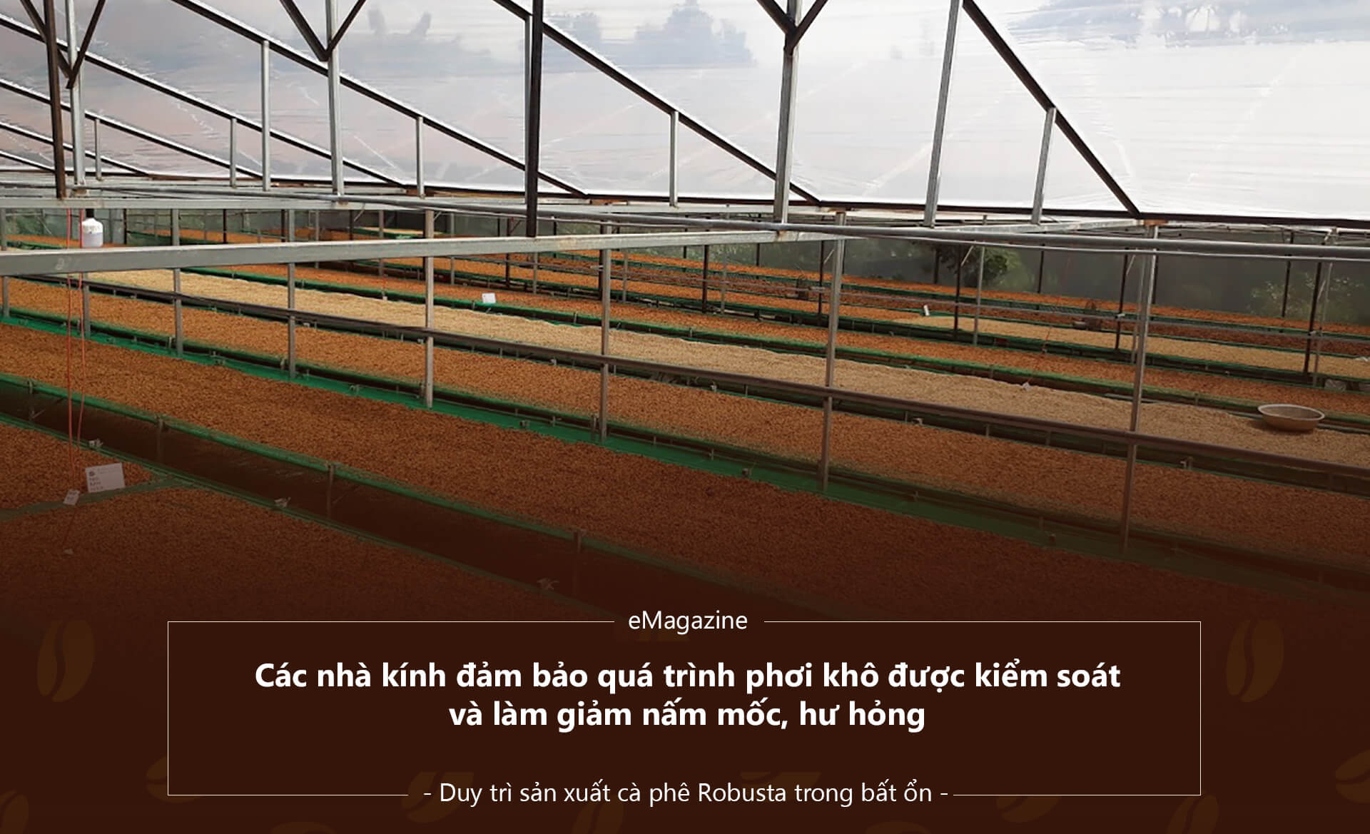 Vượt Qua Bất Ổn: Cà Phê Robusta Việt Nam “Lên Hương” Nhờ Con Đường Canh Tác Hữu Cơ | Future Coffee Farm 7