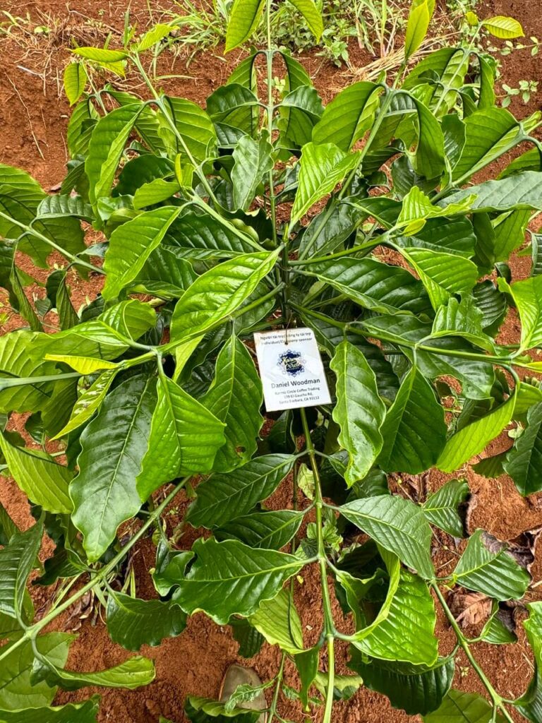 Ảnh Khách Hàng KARMIC CIRCLE COFFEE DANIEL WOODMAN | Future Coffee Farm1