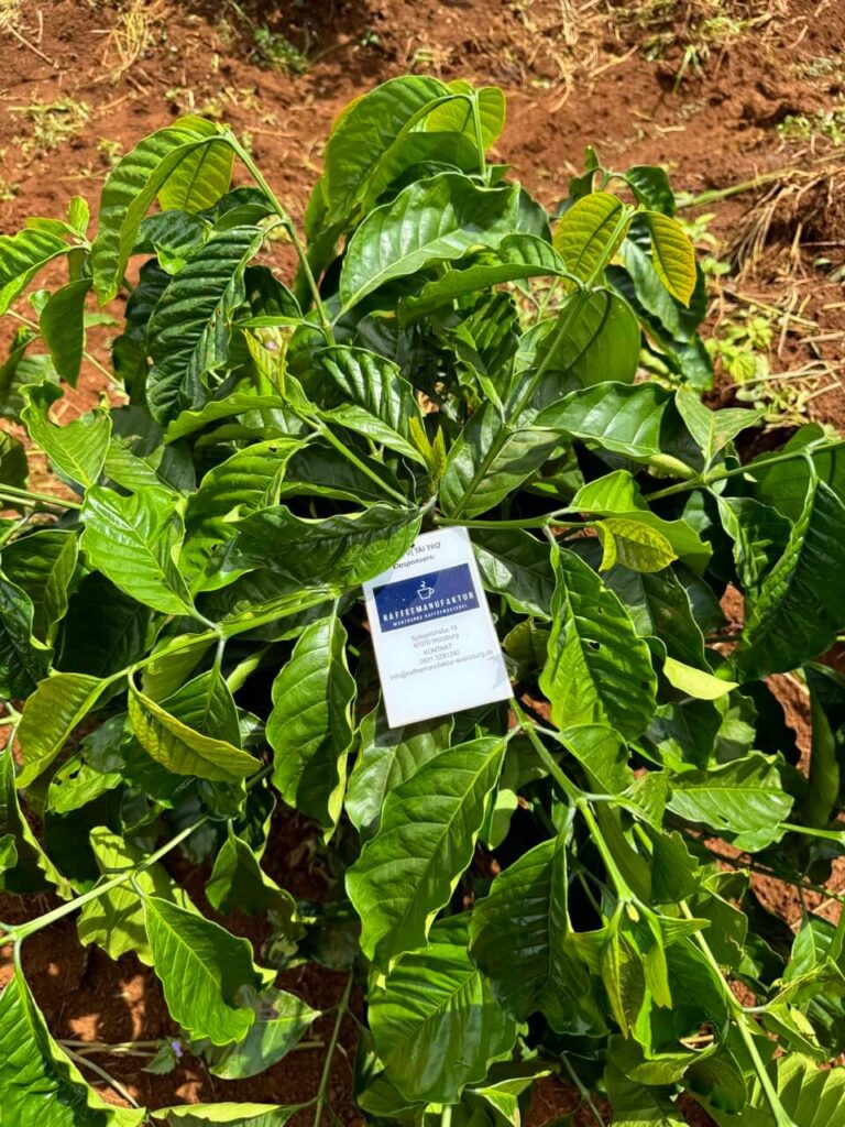 Ảnh Khách KAFFEEMANUFAKTUR | Future Coffee Farm 1