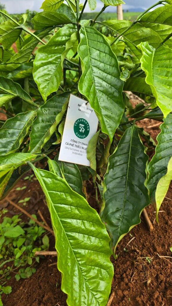 Ảnh Khách Hàng CÔNG TY TNHH CÀ PHÊ TRIỀU NGUYÊN Future Coffee Farm 1