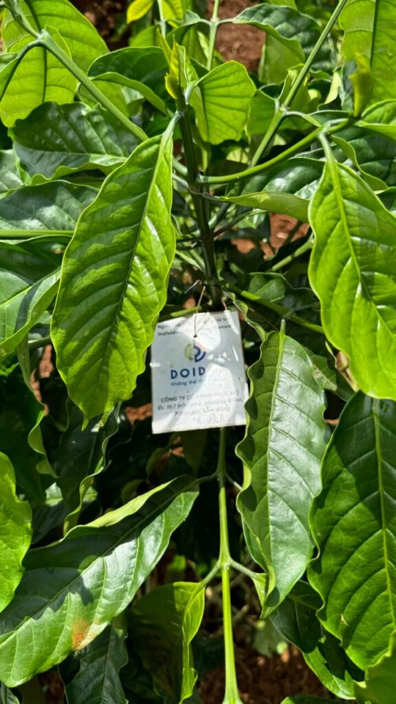 Ảnh Khách Hàng DOI DEP KHÔNG THỂ THIẾU NHAU Future Coffee Farm 1