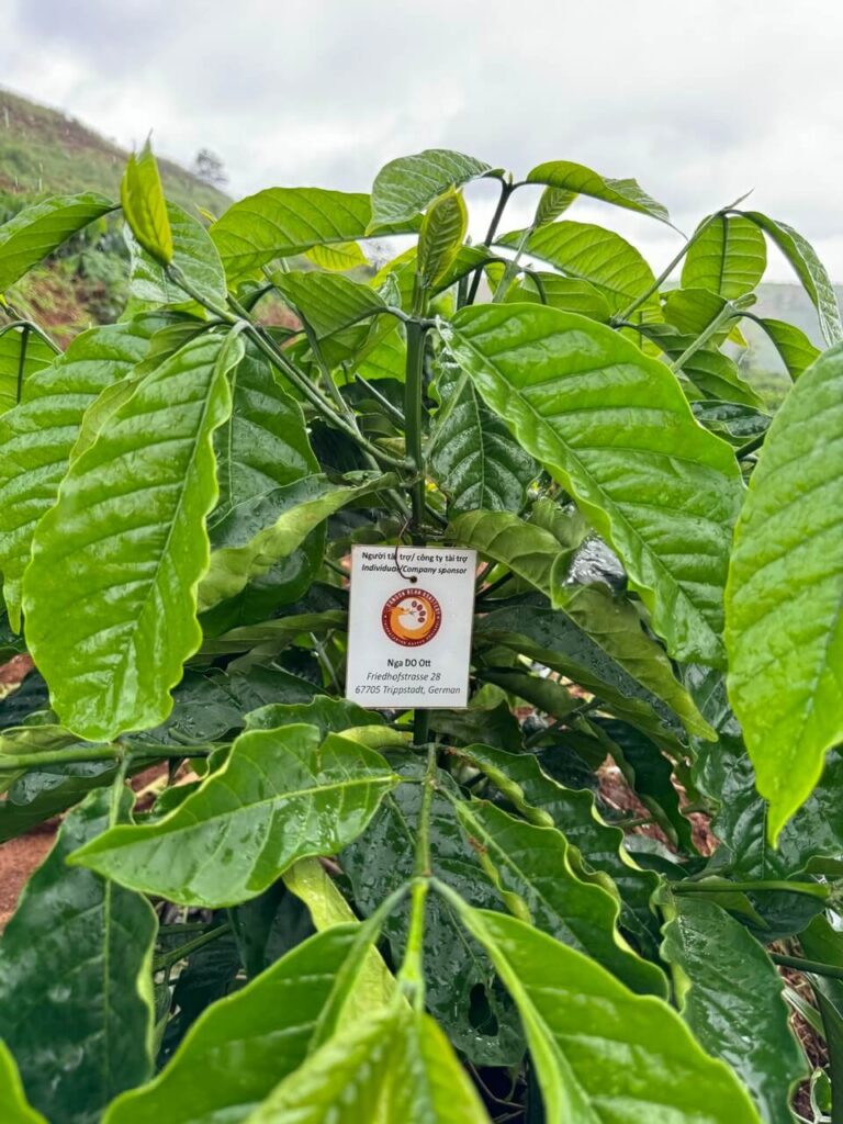 Ảnh Khách Hàng Dragon Bean Roastery Future Coffee Farm 1
