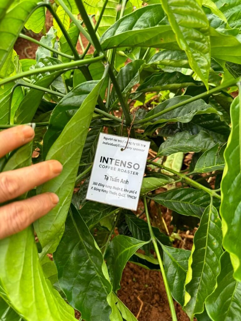 Ảnh Khách Hàng INTENSO COFFEE ROASTER Future Coffee Farm