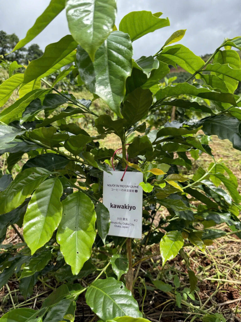 Ảnh Khách Hàng KAWAKIYO COFFEE Future Coffee Farm 1