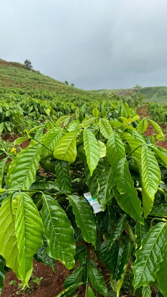 Ảnh Khách Hàng LIEN VIET GREEN Future Coffee Farm