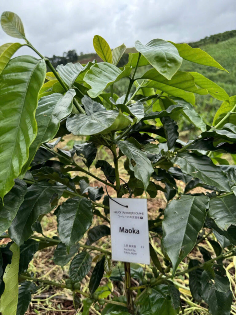 Ảnh Khách Hàng maoka Future Coffee Farm 1