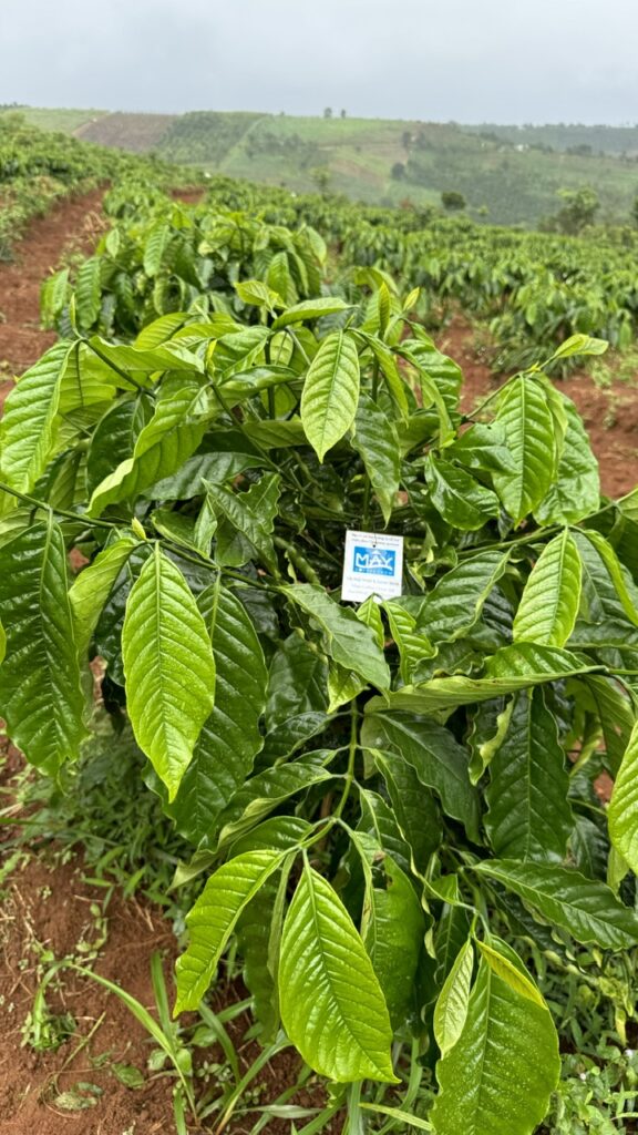 Ảnh Khách Hàn MAY COFFEE CREW Future Coffee Farm 1