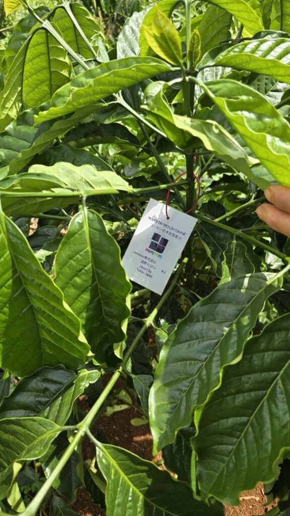 Ảnh Khách Hàng MMMM Future Coffee Farm 1