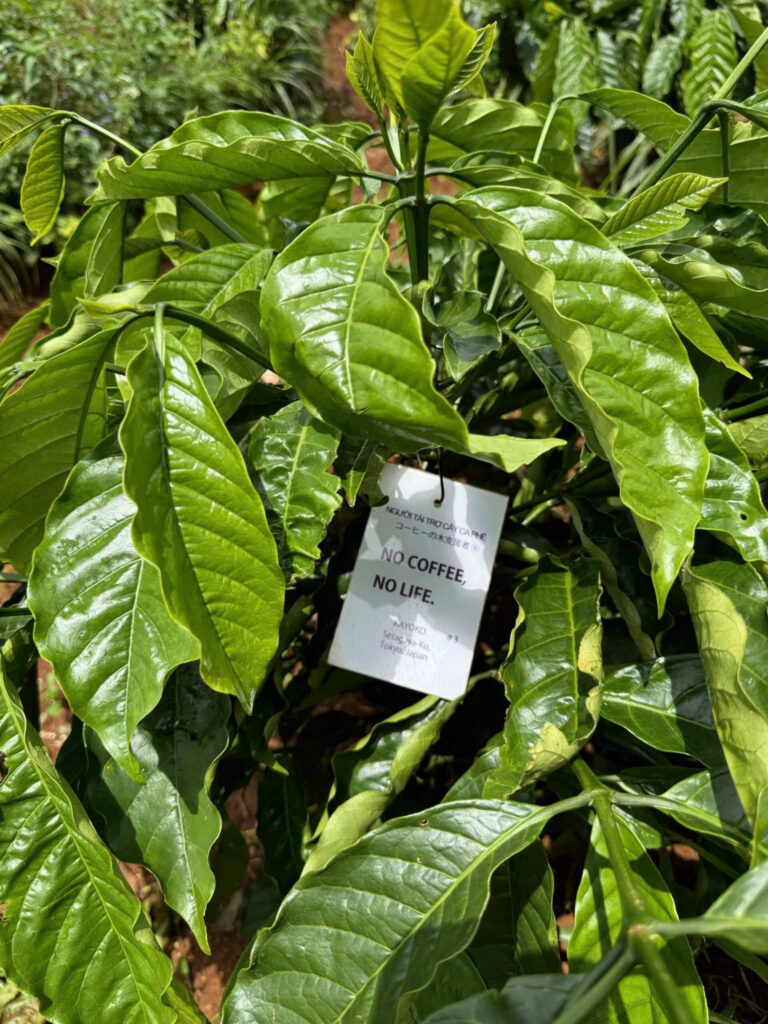 Ảnh Khách Hàng NO COFFEE NO LIFE Future Coffee Farm 1