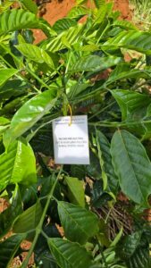 Ảnh Khách Hàng Portland Cà Phê Future Coffee Farm