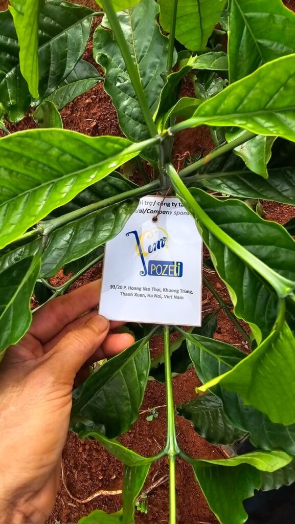 Ảnh Khách Hàng POZETI Future Coffee Farm 1