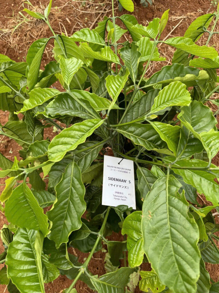 Ảnh Khách Hàng SIDEMAAN'S Future Coffee Farm 1