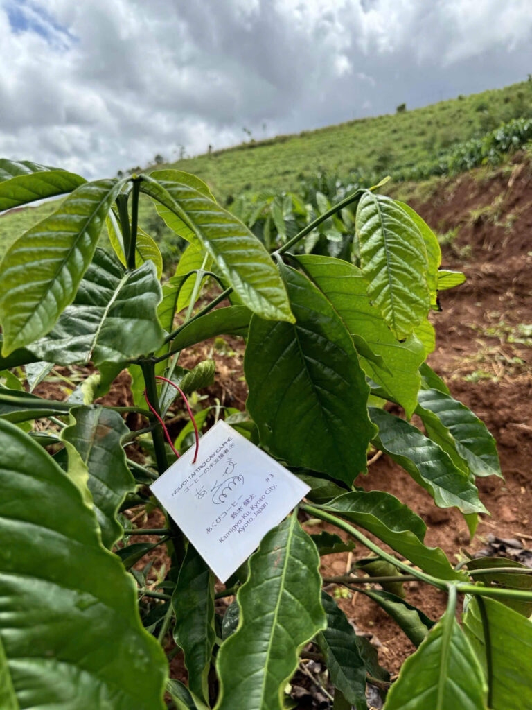 Ảnh Khách Hàng あくびコーヒー Future Coffee Farm 1