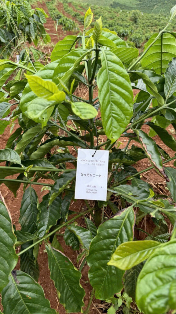 Ảnh Khách Hàng ひっそりコーヒー Future Coffee Farm 1