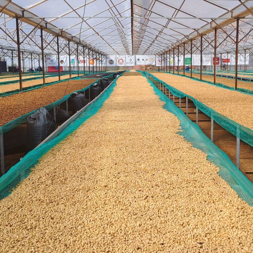 Full Washed Proccess | Fine Robusta Coffee | Future Coffee Farm EN 1