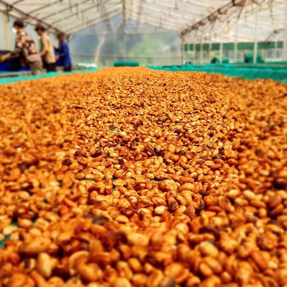 Honey Proccess | Fine Robusta Coffee | Future Coffee Farm EN 1