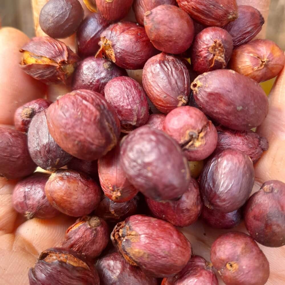 Winey Natural Proccess | Fine Robusta Coffee | Future Coffee Farm EN 1